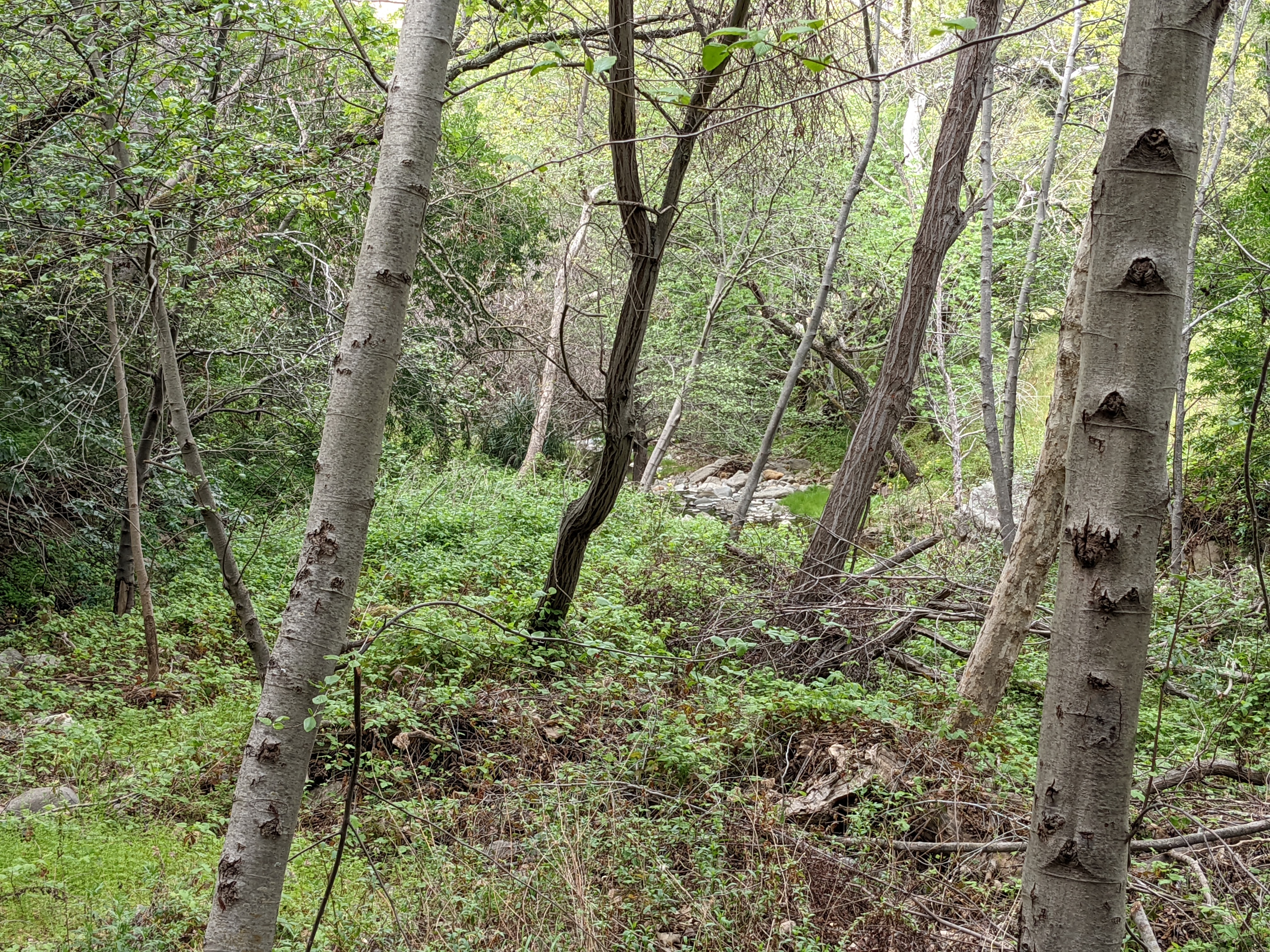 Forest scene by Penitencia Creek